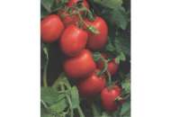 1015 F1 - томат детермінантний, Lark Seeds фото, цiна